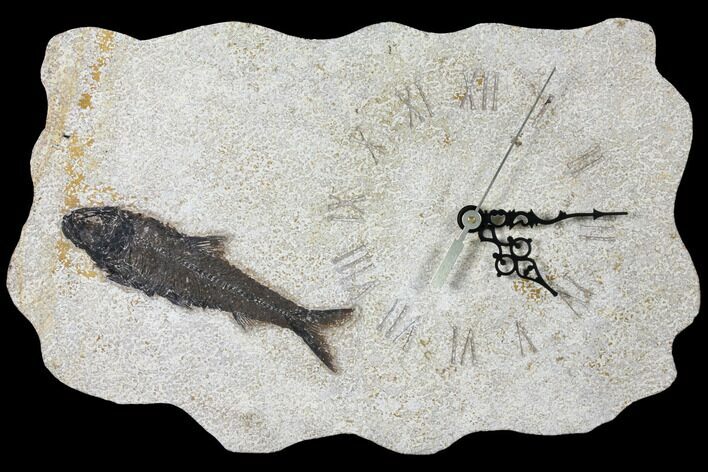 Wide Fossil Fish (Knightia) Clock - Wyoming #132875